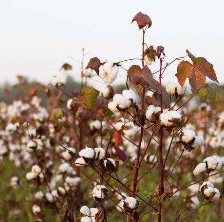 Bawełna organiczna jako część świata Happymess