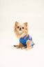[pl][Candy nosi rozmiar XS] [en][Candy wears size XS] [de][Candy trägt Größe XS] sweter dla psa bawełna organiczna organic cotton dog sweater hundepullover aus bio baumwolle