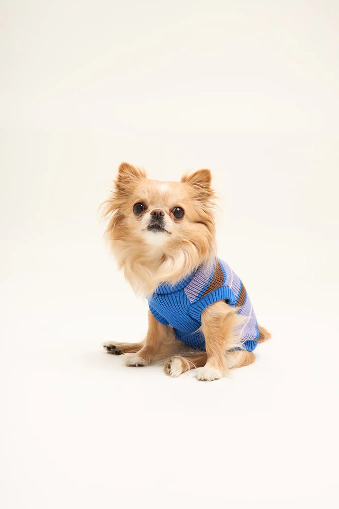 [pl][Candy nosi rozmiar XS] [en][Candy wears size XS] [de][Candy trägt Größe XS] sweter dla psa bawełna organiczna organic cotton dog sweater hundepullover aus bio baumwolle