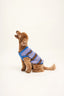 [pl][Ginny nosi rozmiar S] [en][Ginny wears size S] [de][Ginny trägt Größe S]  sweter dla psa bawełna organiczna organic cotton dog sweater hundepullover aus bio baumwolle