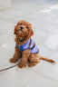 sweter dla psa bawełna organiczna organic cotton dog sweater hundepullover aus bio baumwolle